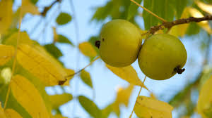 Image result for Juglandaceae