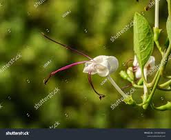 Image result for Volkameria