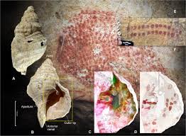 These 10 top online dating profile examples will help. First Record Of The Sound Produced By The Oldest Upper Paleolithic Seashell Horn Science Advances