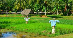 Putu dicky ariyana penari : 8 Resort Tepi Sawah Padi Di Langkawi Kedah Buat Saya Jatuh Cinta