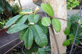 Image result for Landolphia owariensis