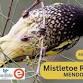 Birdlife Australia - Mistletoe Roadshow event image