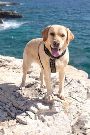 Loving This View Here Labrador Retriever Labrador Photo