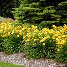 Maybe you would like to learn more about one of these? Stella D Oro Daylily Hemerocallis American Meadows