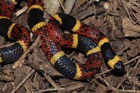 Texas Coral Snake Coral Snake Snake Coral