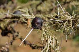 Needles Of African Umbrella Thorn Acacia Acacia Tortilis Vachellia Tortilis Aca Sponsored Thorn Acacia Umbrella Needles Umbrella Art Logo Acacia