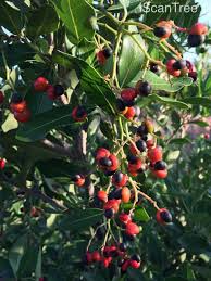 Image result for Apodytes dimidiata