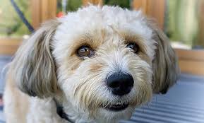 We did not find results for: How To Register A Dog Microchip Canna Pet
