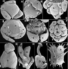Image result for Polygala usafuensis