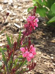 Image result for Oenothera lindheimeri
