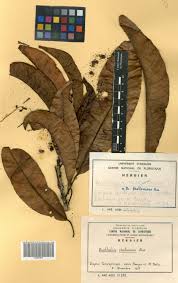 Image result for Buchholzia