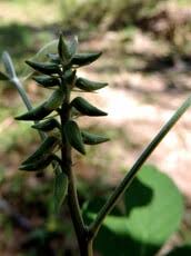 Image result for Pycreus mundtii