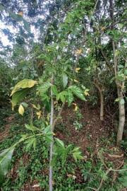 Image result for Allophylus abyssinicus