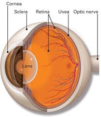Image result for Sclera