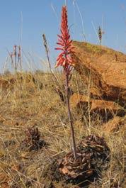 Image result for Stemodiopsis glandulosa