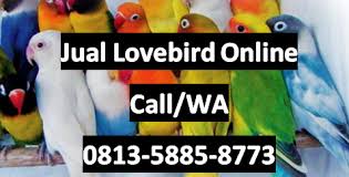 Harga burung lovebird batman bisa dibilang cukup tinggi karena memang terbilang tidak sebanyak jenis lain seperti lovebird pasjo misalnya. Jual Grosir Lovebird Murah Online Surabaya Sidoarjo Lovebird Batman Lovebird Paskun Lovebird Lutino Lovebird Pasjo Lovebird Josan Lovebird Violet Lovebird Albino Lovebird Mangsi Kami Siap Supplai Kebutuhan Lovebird Anda Di Jual Grosir Lovebird Murah