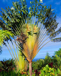 Der Baum Der Reisenden Erinnert In Seinem Wuchs Ein Wenig An Einen Pfau Der Sein Prachtiges Gefieder Zeigt Baumderreisenden Topfgarten Zierpflanzen Pflanzen