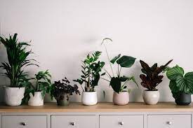 House plans with interior photos remain in demand, are highly favored and you can be assured we continually strive to provide our customers the best we have to offer in terms of house plans with real interior photographs. 500 House Plant Pictures Hd Download Free Images On Unsplash