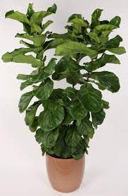 Ficus Lyrata Fiddle Leaf Fig Ficus Ficus Lyrata Fiddle Leaf Fig