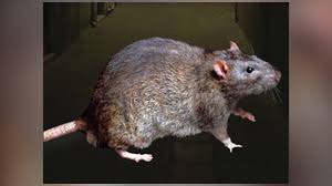 The locust grove, ga data and statistics displayed above are derived from the 2016 united states census bureau american community survey (acs). Bedbug University Revamps Bed Bug Boot Camp Pct Pest Control Technology