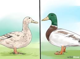 Maybe you would like to learn more about one of these? Cara Membedakan Bebek Jantan Dan Betina 9 Langkah Dengan Gambar