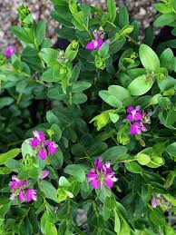 Image result for Polygala arenaria