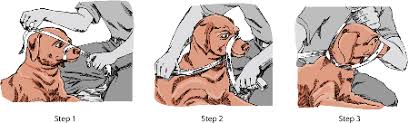 Once you feel confident and safe transporting your pet, immediately bring him to an emergency care facility. Emergency Care For Dogs And Cats Special Pet Topics Veterinary Manual