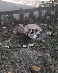 Dog Kopek Sokakkopegi Kopegi Sahipsiz Sokakcani Dogs Yuvasizpati Hayvanseverlerburaya Hayvansevgisi Cat Day I Love Cats Cat Lovers