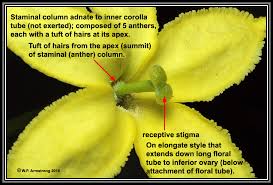 Image result for Alinula sp.