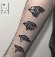 1.3m followers 31k followers 33k followers 10k followers. Darwin S Finches Illustration Arm Tattoo