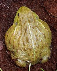 Image result for Pycreus africanus