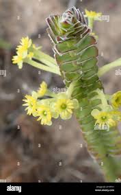 Image result for Struthiola