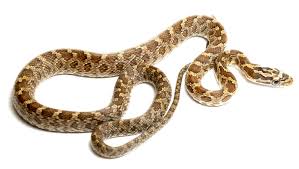 Image result for Triaspis