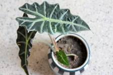 En intérieur, c'est devant une fenêtre à l'est ou plus éloignée d'une fenêtre orientée sud ou ouest. Plantes D Interieur Photos Et Conseils D Entretien Pour Ses Plantes Vertes