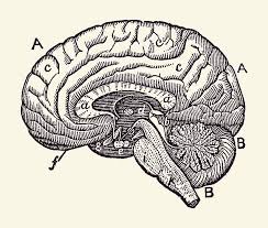 Darker colored stones appear smaller than white diamonds, so if you are. Simple Brain Diagram Anatomy Poster 2 Drawing By Vintage Anatomy Prints