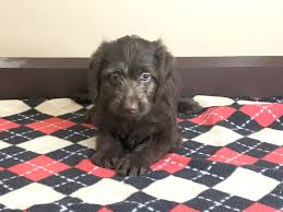 Place a free ad today! Mini Labradoodle Dog Female Chocolate 2590709 Petland Mason Oh