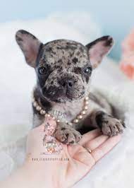 Merle French Bulldog Puppy By Teacups Puppies Boutique Www Teacupspuppies Com Frenchbulldog Bulldog Puppies Merle French Bulldog French Bulldog Puppies