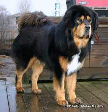This is why training is a must. Short Haired Tibetan Mastiff
