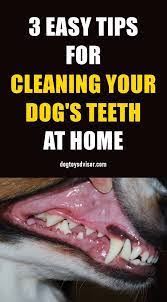 Home Dental Care Is One Of The Best Ways To Help Keep Your Dog S Teeth Clean And Healthy Follow These 3 Easy Tips Dog Teeth Cleaning Dog Teeth Teeth Cleaning