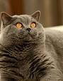 British Shorthair Cat Breed - Facts and Personality Traits ...