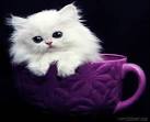 Teacup Persian Kittens Available - Cats Creation