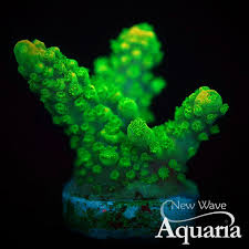 Image result for Acrotome hispida