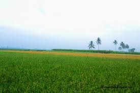 We did not find results for: Jalan Jalan Pagi Ke Sawah Look At Me