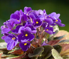 African daisy comes in brilliant shades of white, yellow, and orange. African Violets Miniature African Violets Everfloris African Violets Self Watering Pots And More