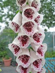 Image result for Digitalis purpurea alba/ red spots