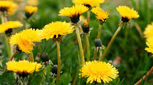 Spanish nouns have a gender, which is either feminine (like la mujer or la luna) or masculine (like el hombre or el sol). How To Cook With Dandelions P Allen Smith Cooking Classics Youtube
