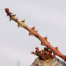 Image result for Euphorbia fanshawei