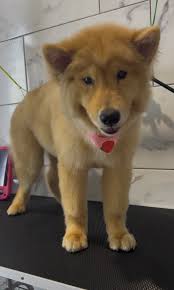 Affordable Dog Grooming in Houston