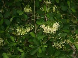 Image result for Pavetta gardeniifolia