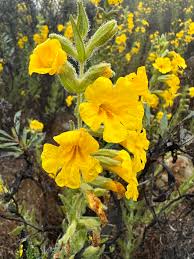 Image result for Disperis mozambicensis